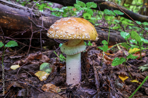 Amanita gemmata, commonly known as gemmed amanita or jonquil amanita, is agaric mushroom of family Amanitaceae and genus Amanita