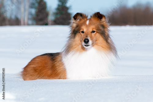 Stunning nice fluffy sable white shetland sheepdog, sheltie snowy portrait with ice background on a cold sunny winter day. Small lassie, little collie dog lies outside on a snow