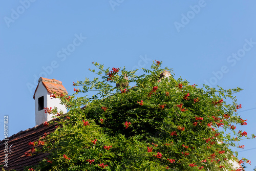 A red garden oriole climbs over a house roof on a facade with a stone rooster as decoration