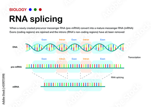 Diagram showing the biological process of RNA splicing to remove intron after transcription and produce mRNA