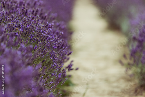 Soft and selective focus on lavender flower, beautiful lavender
