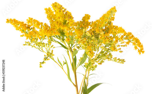 European goldenrod flowers
