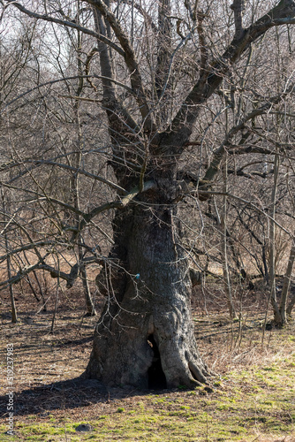 stare duże ogromne drzewo pomnik natury