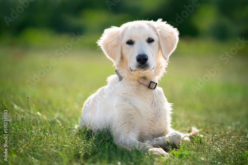 Szczeniak rasy golden retriver leży na trawie 