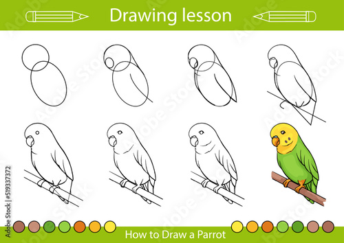 Drawing tutorial. How to draw a budgie wavy parrot. Children education and activity page. Kids worksheet. Step by step art lessons. Vector illustration.