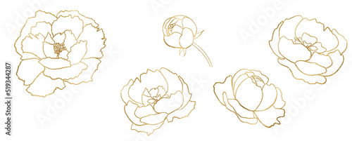 Watercolor golden and white outline peony flowers illustration element