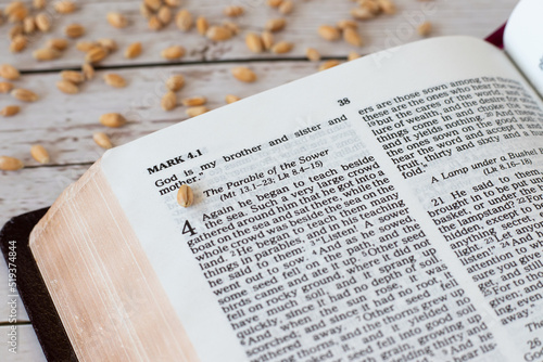 Wheat seed on an open Holy Bible Book with many grains in the background. The parable of the sower, Jesus Christ's teaching of bearing spiritual fruit. Christian biblical concept, a closeup.