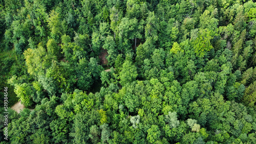 Grüner Wald von oben - Naturschutz