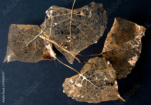 LeafStudy.2097