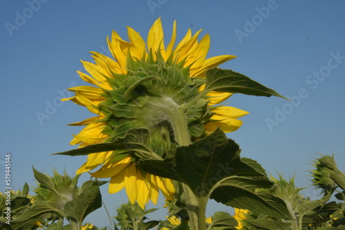 słonecznik, kwiat od tyłu