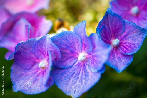 Close-up macro shot of three purple hydrangea or hortensia flowers in a row.