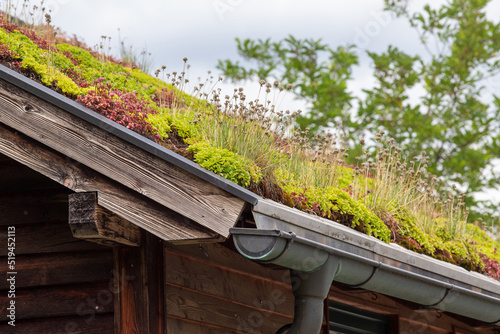 Plants on roof top