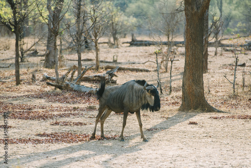 Wildebeest in Chobe National Park Botswana Africa