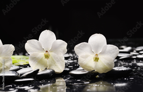 Still life of with White orchid and zen black stones on wet background 