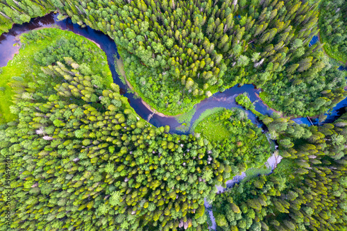 Forest with a winding river. Aerial photography with a drone.