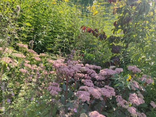 Flowerbed with Sedum telephium Matrona, Parottia leaves and Coreopsis tripteris in the background