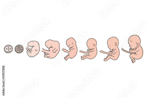 胎児の成長のイラスト