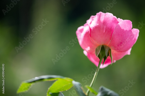 Soeur Emmanuelle Rose pink lilac. Strong, anise, lavender fragrance.