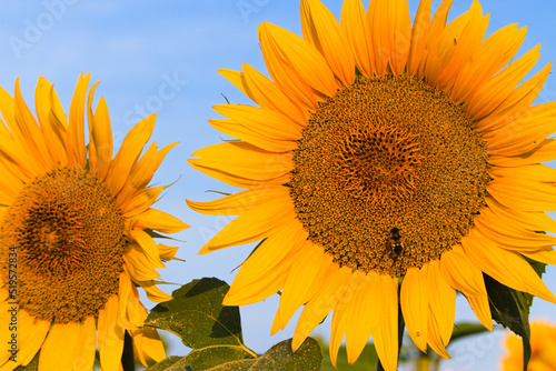 Sunflowers, słoneczniki