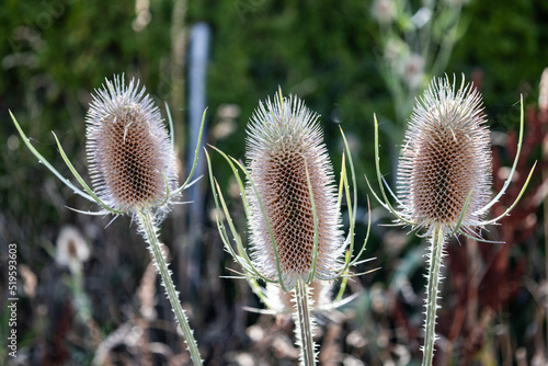 Kwiat Dipsacus fullonum