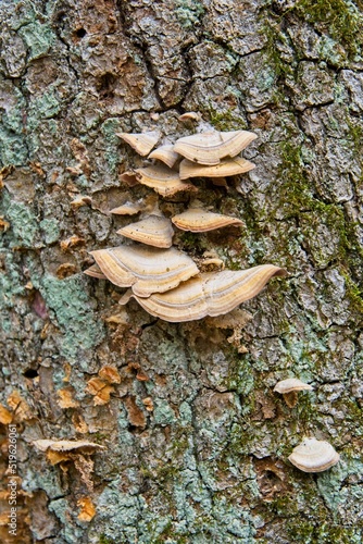 Close-up of conifer tree bark hosting lichen, tree moss and Turkey-Tail mushrooms at Farnsworth Reservation