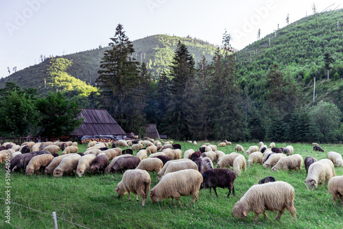 Góry Tatry, Polska, Dolina Kościeliska. Przyroda