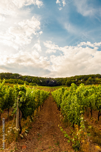 Riverside vineyard on a sunny day right before the harvesting season in the Rheingau-Taunus-Kreis region in Hesse, Germany. Rows of vines in a vineyard in a European rural area