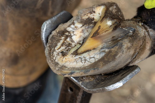 Horse farrier at work - trims and shapes a horse's hooves using rasper and knife. The close-up of horse hoof. White line disease