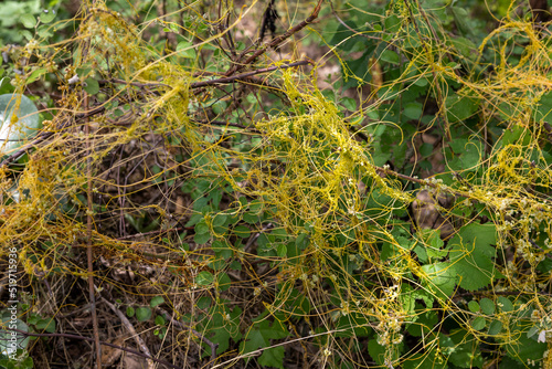 Dodder cuscuta parasitic plant choking the agricultural crops in the fields