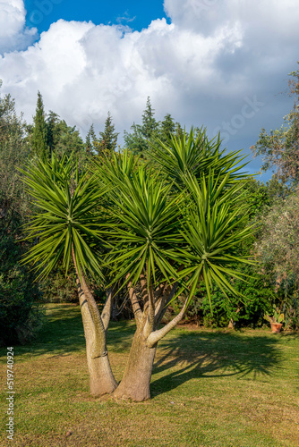 bardzo ładna palma rosnąca w zadbanym zróżnicowanym ogrodzie