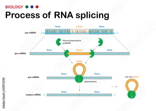 Biological diagram present process of RNA splicing for remove intron (non-coding region) out from mRNA after DNA transcription process