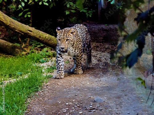 A male Persian Leopard, Panthera pardus saxicolor, on his regular patrol of his territory.