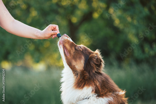 Giving CBD hemp oil to dog with a dropper pipette