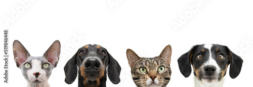 Banner cat and dog looking. Isolated on white background