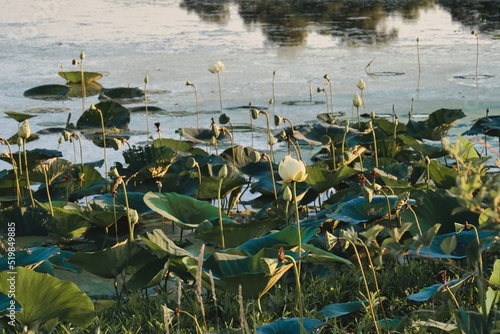 Numerous Lily Pads on the Water in Gardner Kansas