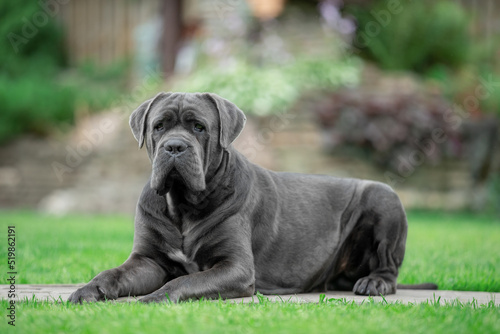 Grey male cane corso in the park