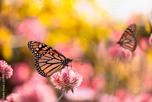 monarch butterfly (Danaus plexippus) feeds on pink flowers. USA. Maine. 