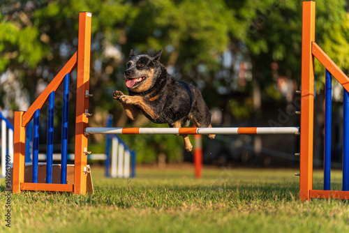 Dog agility competition at the Royal Darwin Show 2022, Australia.