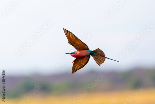 Southern carmine bee-eater in Namibia 