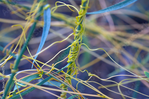 Cuscuta, dodder, parasitic plant