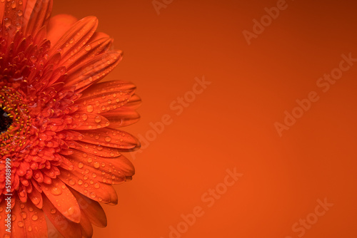 Selective focus of an abstract macro of an orange gerbera with water droplets on an orange background. Copy the location for your text. View from above.