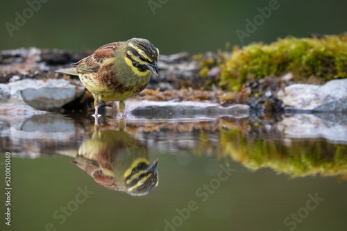 Cirl Bunting Refection Pool looking at itself