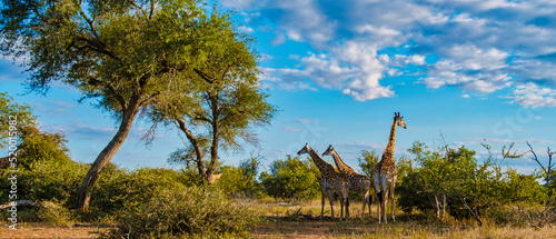 Giraffe in the bush of Kruger national park South Africa. Giraffe at dawn in Kruger park South Africa