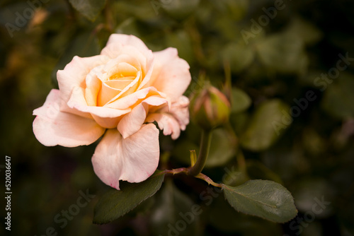 róża herbaciana, żółta róża