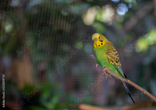 Cute green and Yellow budgie, budgie sits on a wooden stick.blur background