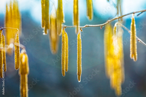 Spring flowers male catkins of Common hazel Corylus avellana similar to earrings and small red female flowers on tree branch in sunlight, spring background