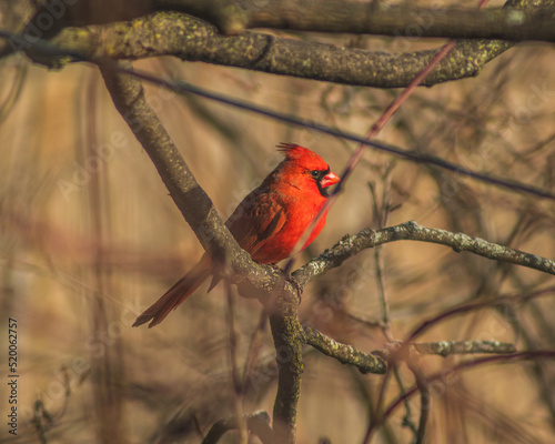 PAJO RED CARDINAL SENTADO EN UNA RAMA DE UN ARBOL