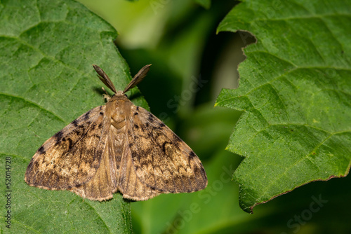 Spongy Moth - Lymantria dispar