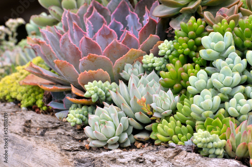 The close-up of succulent plants