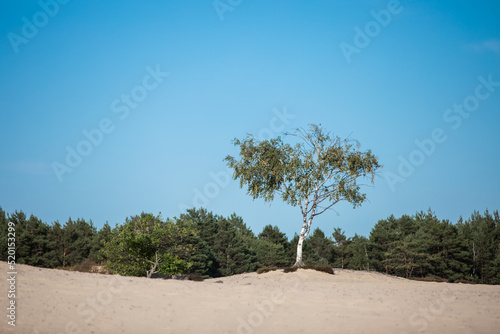 samotna brzoza na środku śródlądowej pustyni